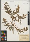 Foto von Salix purpurea subsp. amplexicaulis (Bory) C. K. Schneid.